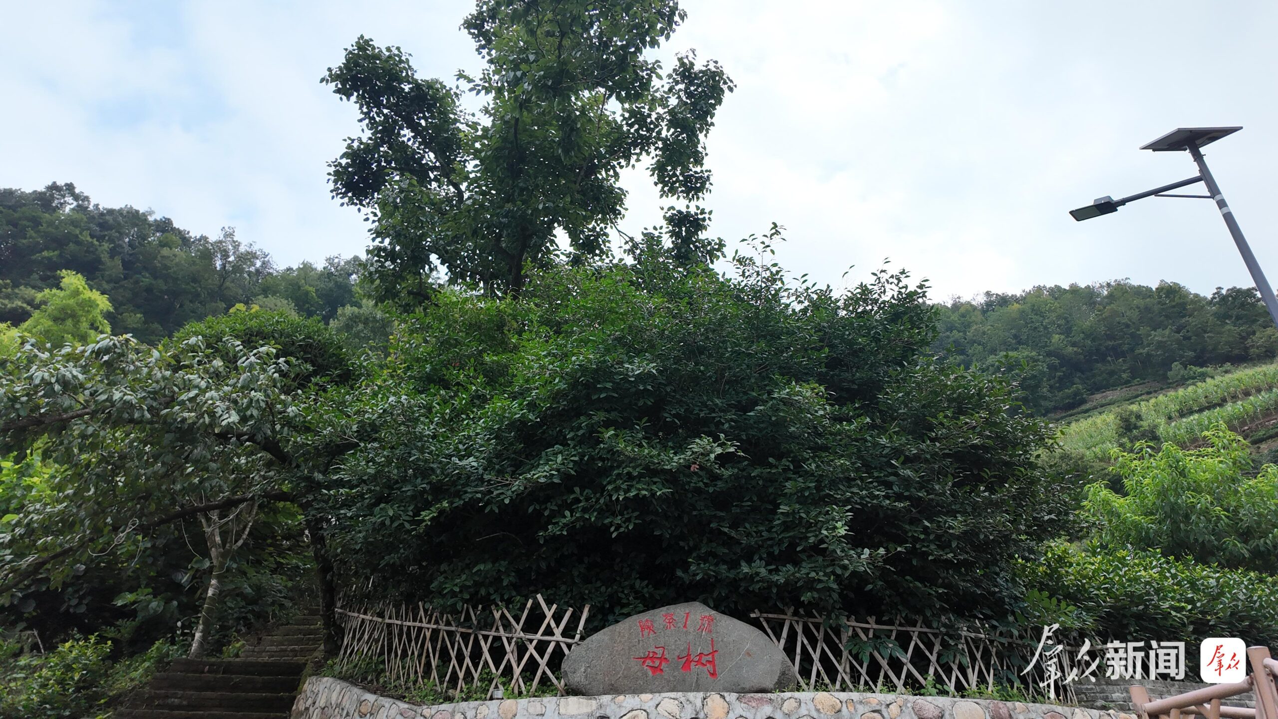 安康市以一片绿叶赋能乡村全面振兴——做好茶文章 一叶兴百业